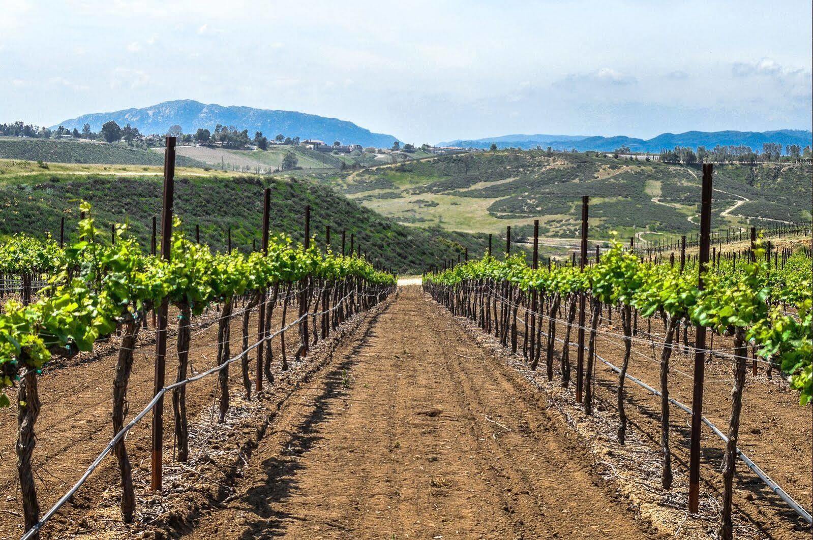 Carter Estate Winery&Resort Temecula Exterior foto